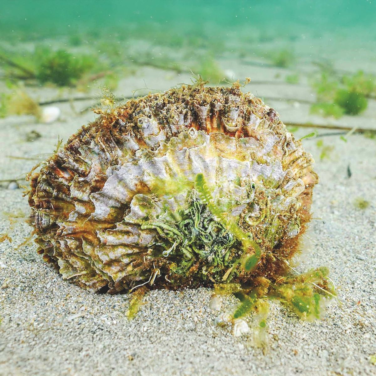 Sembrar 60 millones de ostras para salvar el Mar Menor