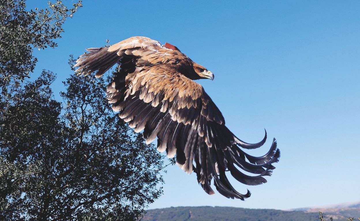 De especie en peligro a historia de éxito: el águila imperial remonta el vuelo